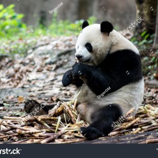 Hidden Gems of Chengdu Day Tour C