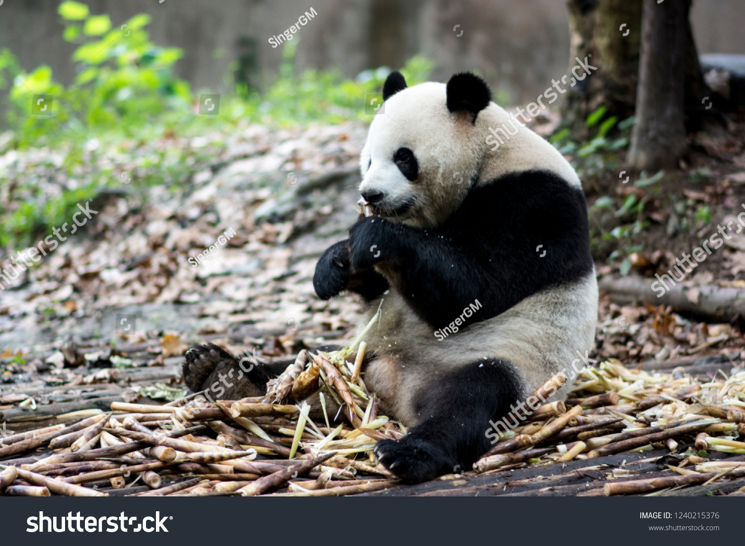 Hidden Gems of Chengdu Day Tour C