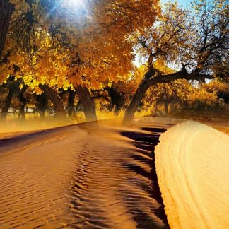 Silk Road & Beyond: Desert & Grassland 11-Day China Tour