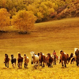 Guizhou & Beyond: Tea Horse Road 11-Day China Tour
