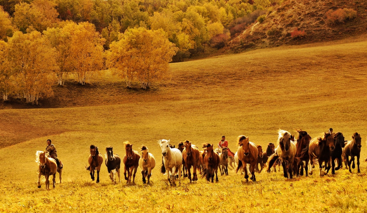 Guizhou & Beyond: Tea Horse Road 11-Day China Tour