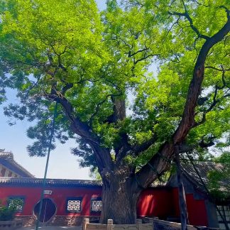 Pingyao & Shanxi & Beyond: Kung Fu & Ancient Capitals 13-Day China Tour II
