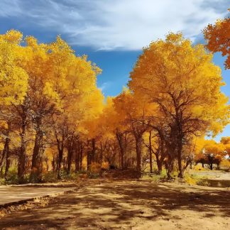 Silk Road & Beyond: Desert & Grassland 15-Day China Tour II