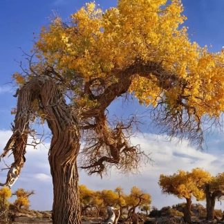 Silk Road & Beyond: Desert & Grassland 15-Day China Tour