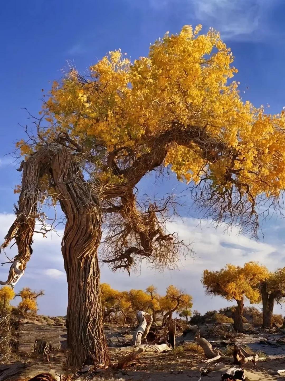 Silk Road & Beyond: Desert & Grassland 15-Day China Tour