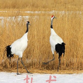 Luoyang & Henan & Beyond: Imperial Heritage 15-Day China Tour