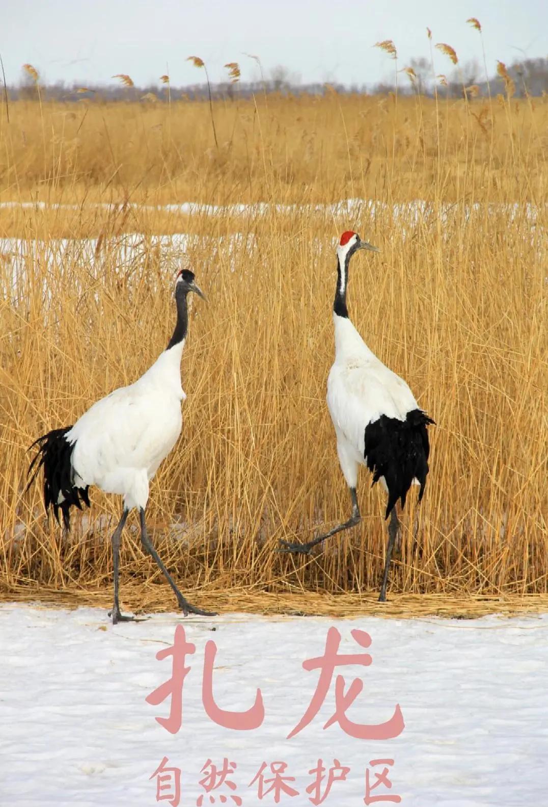 Luoyang & Henan & Beyond: Imperial Heritage 15-Day China Tour