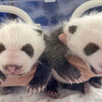 Guilin & Beyond: Panda & Spicy Sichuan 7-Day China Tour II