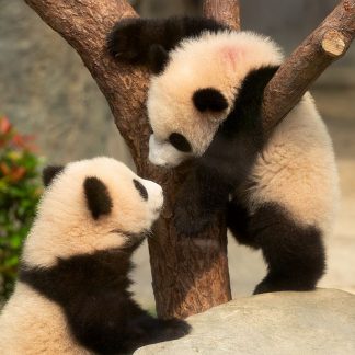 Guilin & Beyond: Panda & Spicy Sichuan 7-Day China Tour