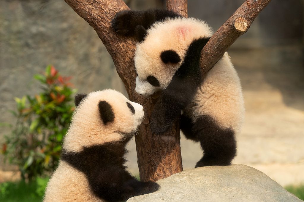 Guilin & Beyond: Panda & Spicy Sichuan 7-Day China Tour