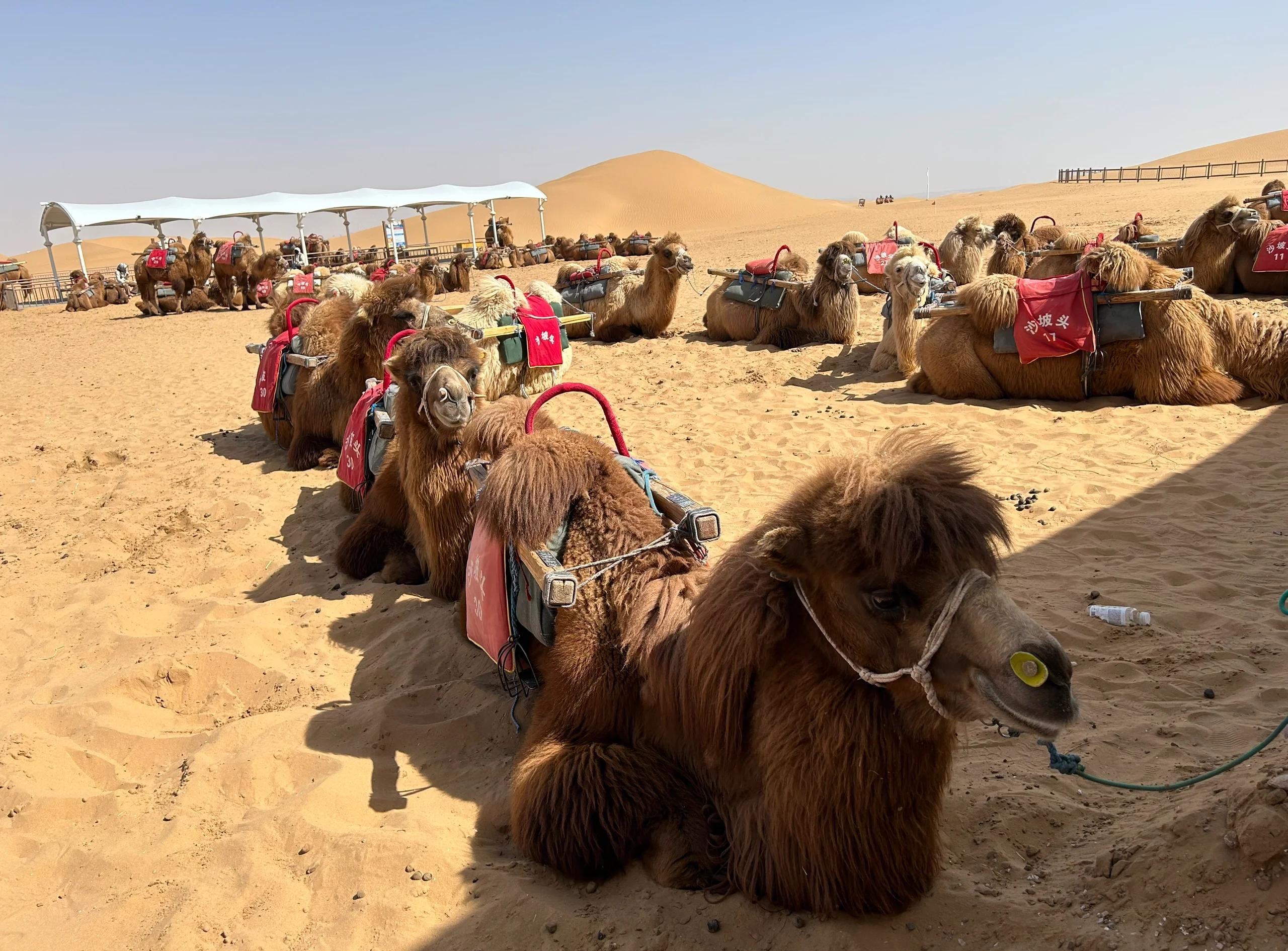 Silk Road & Beyond: Desert & Grassland 9-Day China Tour