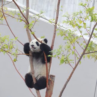 Yangtze Delta Depth & Beyond: Garden & Water Towns 9-Day China Tour II
