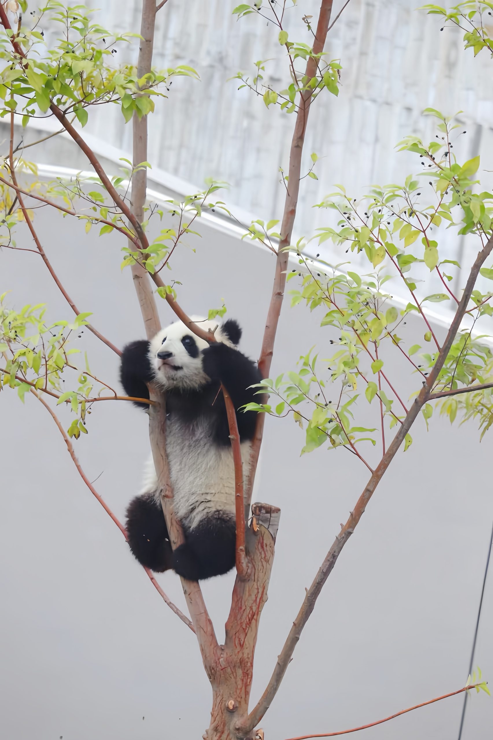 Yangtze Delta Depth & Beyond: Garden & Water Towns 9-Day China Tour II