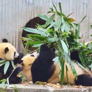 Guilin & Beyond: Panda & Spicy Sichuan 9-Day China Tour IV